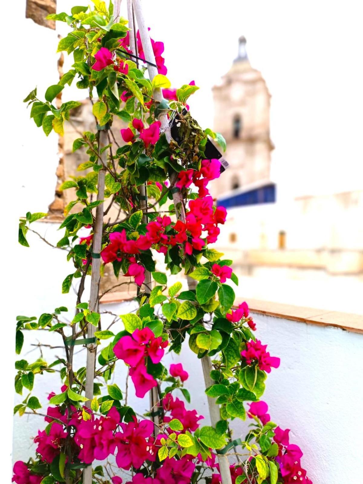 Apartamentos Terrazas De San Juan 말라가 외부 사진